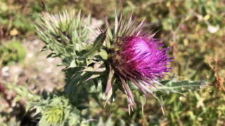 Faune et Flore marine !
