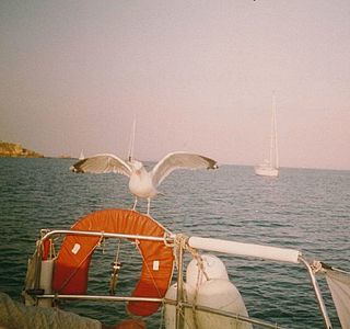 Oiseau(x) des mers et des océans