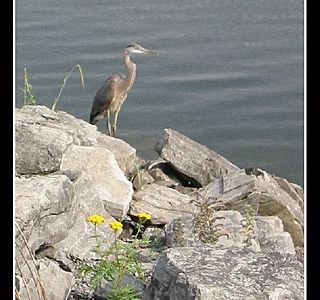 Oiseau(x) des mers et des océans