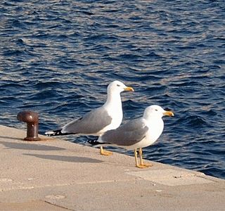 Oiseau(x) des mers et des océans