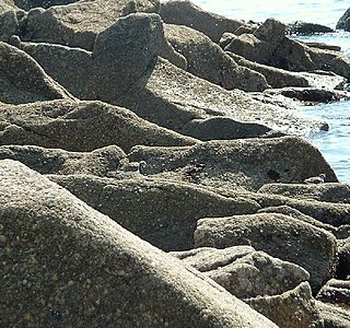 Oiseau(x) des mers et des océans