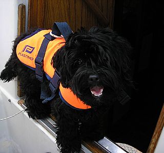Animaux à bord ! ! !