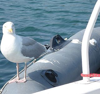 Animaux à bord ! ! !