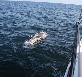 Rencontre sous l'eau. (animaux, photo personnelles non issue du net ou d'un magasine) 
