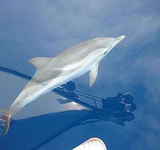 Rencontre sous l'eau. (animaux, photo personnelles non issue du net ou d'un magasine) 