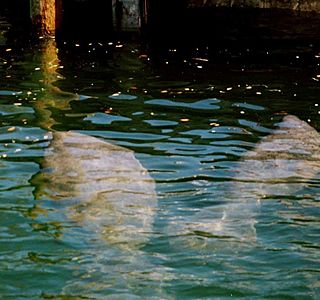 Rencontre sous l'eau. (animaux, photo personnelles non issue du net ou d'un magasine) 