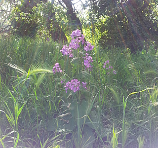 Beauté de la nature
