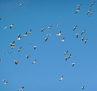 Vague à l'âme