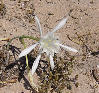 Eolienne de mer