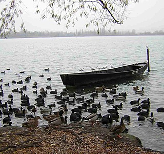 Oiseaux de mer : Mouettes, goélands, fous de Bassan, Albatros, etc...