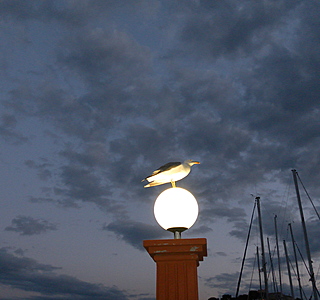 Oiseaux de mer : Mouettes, goélands, fous de Bassan, Albatros, etc...