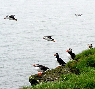 Oiseaux de mer : Mouettes, goélands, fous de Bassan, Albatros, etc...