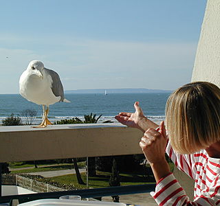 Oiseaux de mer : Mouettes, goélands, fous de Bassan, Albatros, etc...