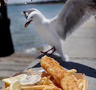 Oiseaux de mer : Mouettes, goélands, fous de Bassan, Albatros, etc...