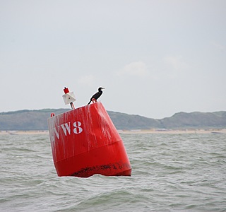 Oiseaux de mer : Mouettes, goélands, fous de Bassan, Albatros, etc...
