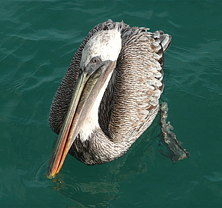 Oiseaux de mer : Mouettes, goélands, fous de Bassan, Albatros, etc...