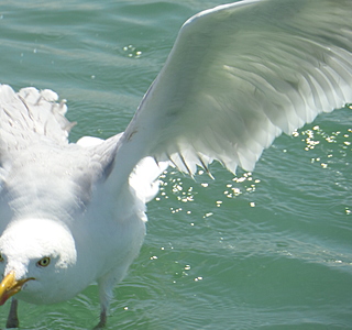 Oiseaux de mer : Mouettes, goélands, fous de Bassan, Albatros, etc...