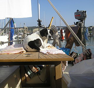 Les animaux de compagnie à bord