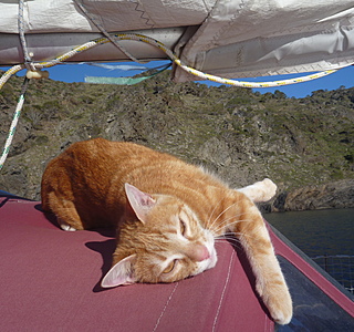 Les animaux de compagnie à bord