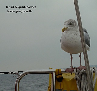 Les animaux de compagnie à bord