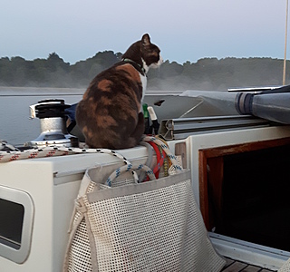 Les animaux de compagnie à bord