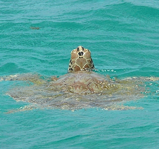 Faune marine croisée en navigation