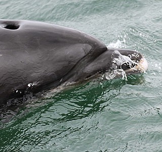 Faune marine croisée en navigation