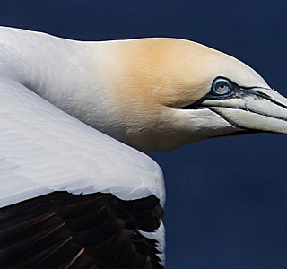 Faune marine croisée en navigation