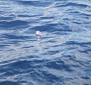 Faune marine croisée en navigation