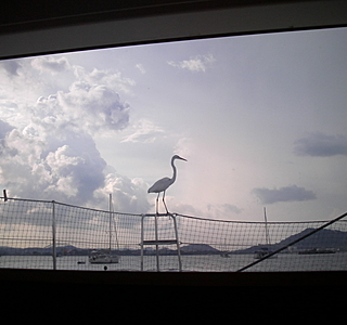 Faune marine croisée en navigation