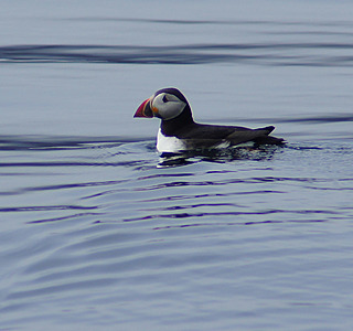 Faune marine croisée en navigation