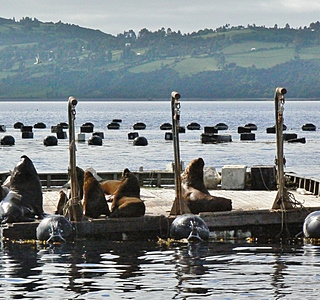 Faune marine croisée en navigation